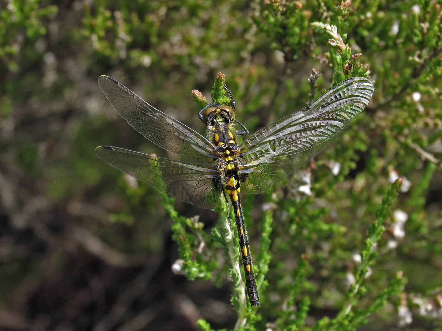 Female White-faced Darter by David Kitching